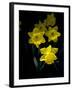 Daffodil in Bloom, New York, New York, USA-Paul Sutton-Framed Photographic Print
