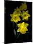 Daffodil in Bloom, New York, New York, USA-Paul Sutton-Mounted Photographic Print