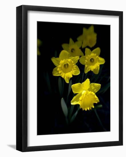 Daffodil in Bloom, New York, New York, USA-Paul Sutton-Framed Photographic Print