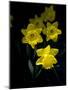 Daffodil in Bloom, New York, New York, USA-Paul Sutton-Mounted Photographic Print