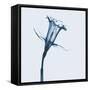 Daffodil in Blue-Albert Koetsier-Framed Stretched Canvas