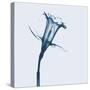 Daffodil in Blue-Albert Koetsier-Stretched Canvas
