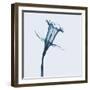 Daffodil in Blue-Albert Koetsier-Framed Art Print