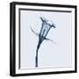 Daffodil in Blue-Albert Koetsier-Framed Art Print