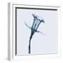 Daffodil in Blue-Albert Koetsier-Framed Art Print