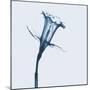 Daffodil in Blue-Albert Koetsier-Mounted Art Print