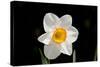 Daffodil in Garden, E. Haddam, Connecticut, USA-Lynn M^ Stone-Stretched Canvas