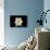 Daffodil in Garden, E. Haddam, Connecticut, USA-Lynn M^ Stone-Photographic Print displayed on a wall