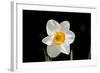 Daffodil in Garden, E. Haddam, Connecticut, USA-Lynn M^ Stone-Framed Photographic Print