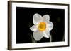 Daffodil in Garden, E. Haddam, Connecticut, USA-Lynn M^ Stone-Framed Photographic Print