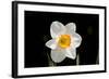 Daffodil in Garden, E. Haddam, Connecticut, USA-Lynn M^ Stone-Framed Photographic Print