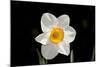 Daffodil in Garden, E. Haddam, Connecticut, USA-Lynn M^ Stone-Mounted Photographic Print