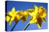 Daffodil Line-Sarah O'Toole-Stretched Canvas