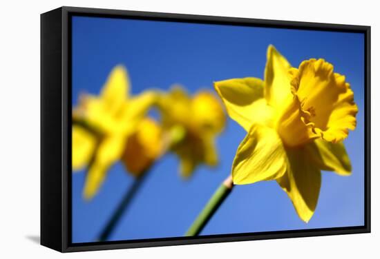 Daffodil Line-Sarah O'Toole-Framed Stretched Canvas