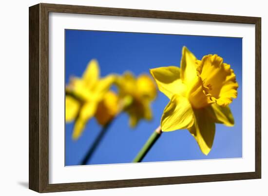 Daffodil Line-Sarah O'Toole-Framed Photographic Print