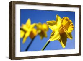 Daffodil Line-Sarah O'Toole-Framed Photographic Print