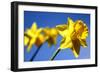 Daffodil Line-Sarah O'Toole-Framed Photographic Print