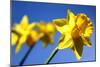 Daffodil Line-Sarah O'Toole-Mounted Photographic Print