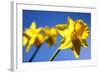 Daffodil Line-Sarah O'Toole-Framed Photographic Print