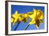 Daffodil Line-Sarah O'Toole-Framed Photographic Print