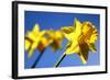 Daffodil Line-Sarah O'Toole-Framed Photographic Print