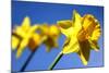 Daffodil Line-Sarah O'Toole-Mounted Photographic Print