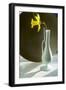 Daffodil Plate-Charles Bowman-Framed Photographic Print