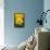 Daffodil with Crab Spider on Orange Center (Right), in Garden, East Haddam, Connecticut, USA-Lynn M^ Stone-Framed Stretched Canvas displayed on a wall