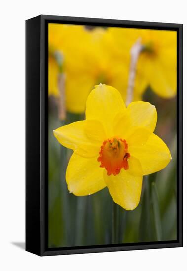 Daffodil with Crab Spider on Orange Center (Right), in Garden, East Haddam, Connecticut, USA-Lynn M^ Stone-Framed Stretched Canvas