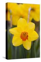 Daffodil with Crab Spider on Orange Center (Right), in Garden, East Haddam, Connecticut, USA-Lynn M^ Stone-Stretched Canvas