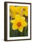 Daffodil with Crab Spider on Orange Center (Right), in Garden, East Haddam, Connecticut, USA-Lynn M^ Stone-Framed Photographic Print