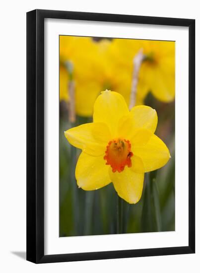 Daffodil with Crab Spider on Orange Center (Right), in Garden, East Haddam, Connecticut, USA-Lynn M^ Stone-Framed Photographic Print