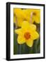 Daffodil with Crab Spider on Orange Center (Right), in Garden, East Haddam, Connecticut, USA-Lynn M^ Stone-Framed Photographic Print