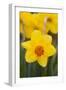 Daffodil with Crab Spider on Orange Center (Right), in Garden, East Haddam, Connecticut, USA-Lynn M^ Stone-Framed Photographic Print