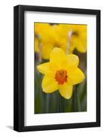 Daffodil with Crab Spider on Orange Center (Right), in Garden, East Haddam, Connecticut, USA-Lynn M^ Stone-Framed Photographic Print