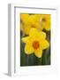 Daffodil with Crab Spider on Orange Center (Right), in Garden, East Haddam, Connecticut, USA-Lynn M^ Stone-Framed Photographic Print