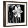 Daffodil-Darlene Shiels-Framed Art Print