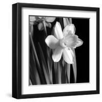 Daffodil-Darlene Shiels-Framed Art Print