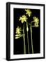 Daffodil-Anna Miller-Framed Photographic Print