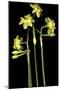 Daffodil-Anna Miller-Mounted Photographic Print