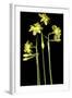 Daffodil-Anna Miller-Framed Photographic Print