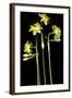 Daffodil-Anna Miller-Framed Photographic Print