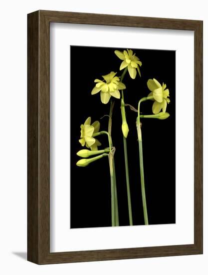 Daffodil-Anna Miller-Framed Photographic Print