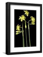 Daffodil-Anna Miller-Framed Photographic Print