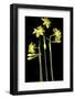 Daffodil-Anna Miller-Framed Photographic Print