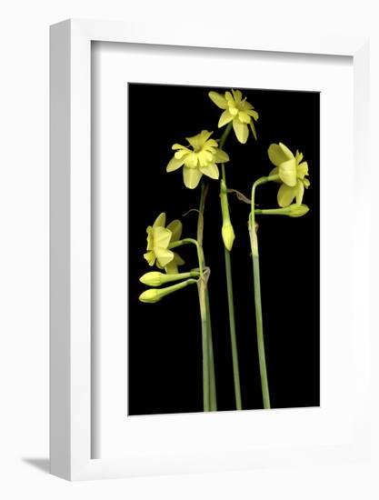 Daffodil-Anna Miller-Framed Photographic Print