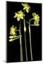 Daffodil-Anna Miller-Mounted Photographic Print