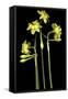 Daffodil-Anna Miller-Framed Stretched Canvas