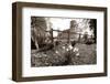 Daffodil-david martyn-Framed Photographic Print