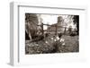 Daffodil-david martyn-Framed Photographic Print